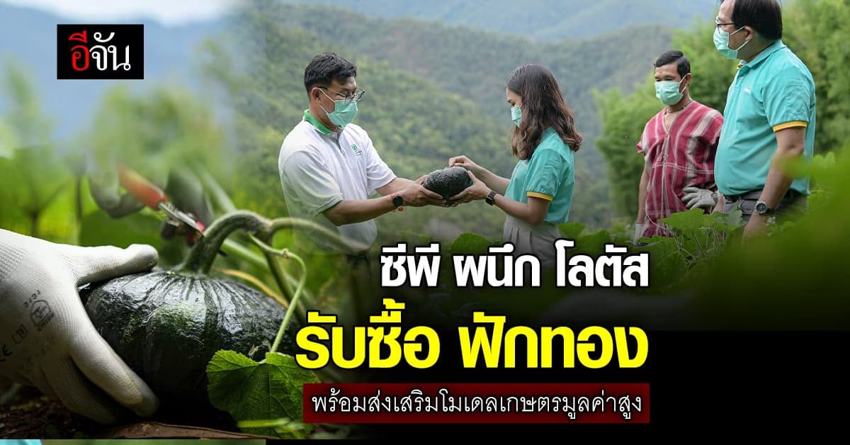 ซีพี ผนึกกำลัง โลตัสรับซื้อ “ฟักทอง” ล็อตแรก จากเกษตรกร