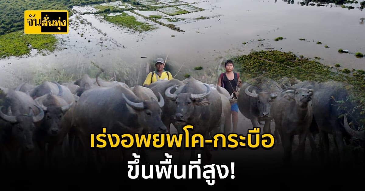 นครพนม น้ำล้นตลิ่ง! เร่งอพยพสัตว์เลี้ยง ขึ้นที่สูง