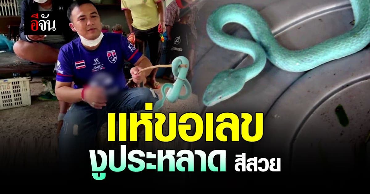 ชาวบ้าน เเห่ขอเลขเด็ด ไม่เคยเจอ งูประหลาดตัวสีฟ้า