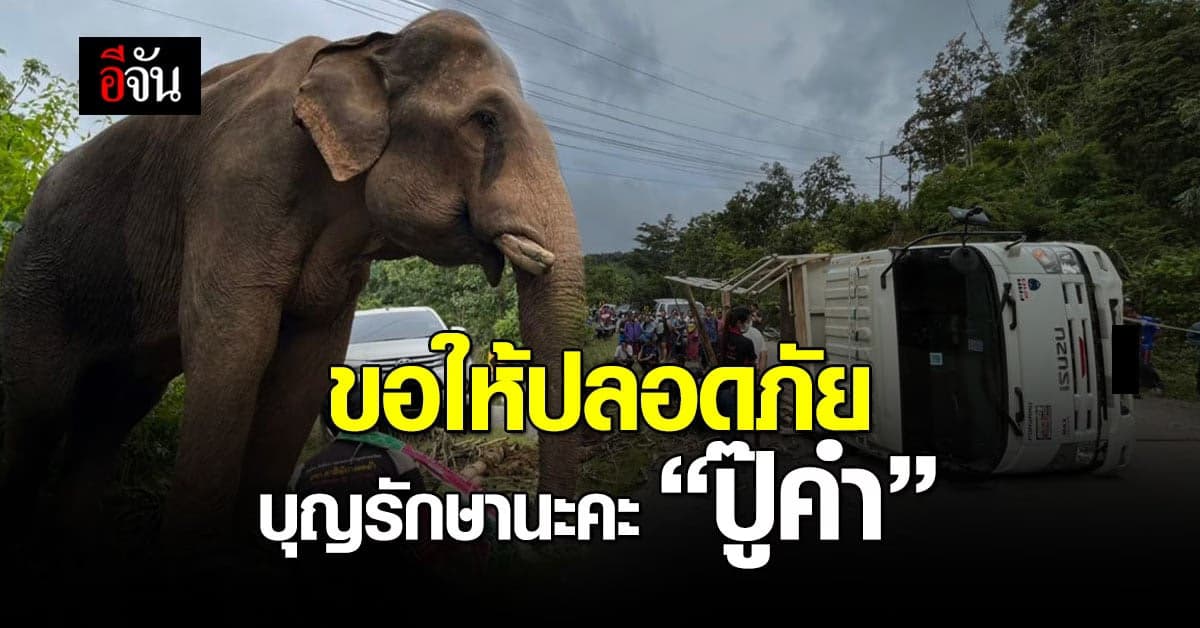 รถบรรทุกช้างคว่ำ “ปู๊คำ” ช้างเพศผู้วัย 50 ปี บาดเจ็บ