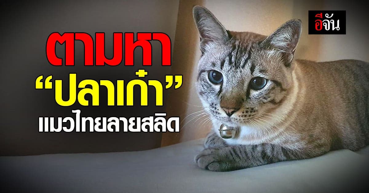 เจ้าของตามหาเเมว พันธุ์ไทย ลายสลิด ค่าตอบเเทน 50,000 บาท