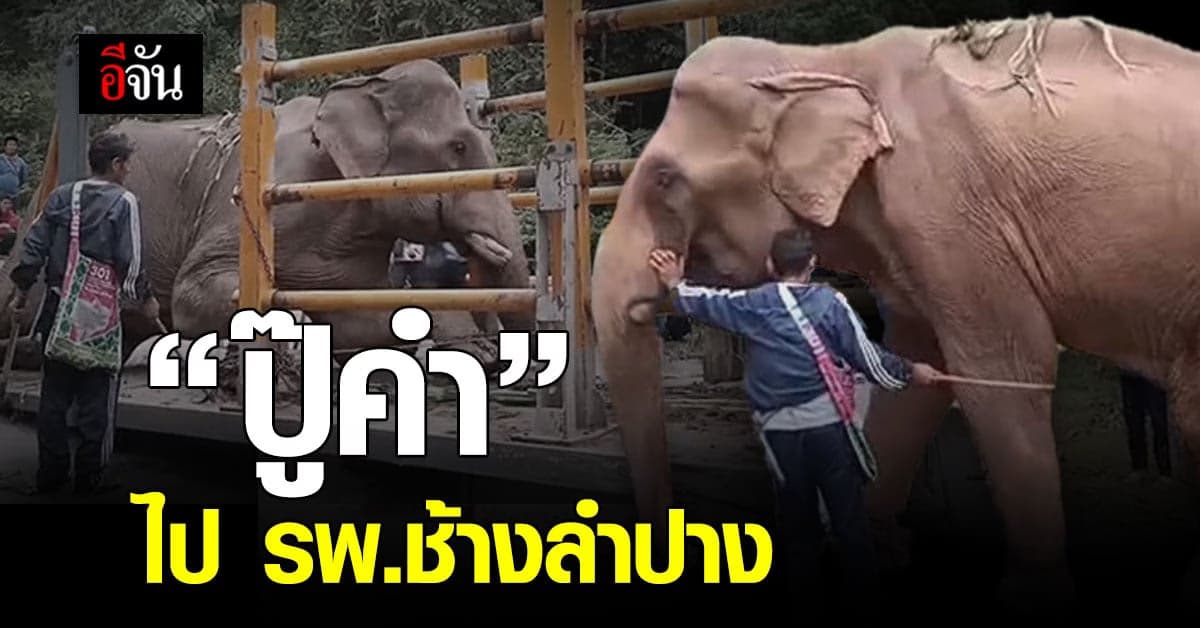 จนท. พา “ปู๊คำ” ไป รพ.ช้างลำปางแล้ว