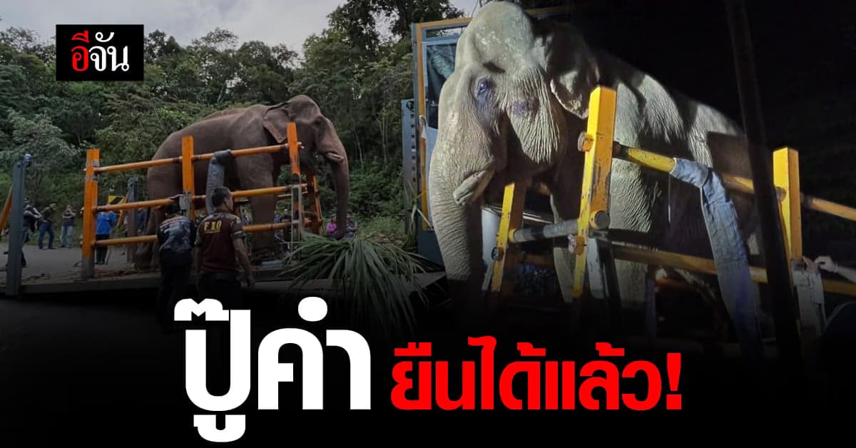 พลายปู๊คำ ยืนได้แล้ว! แต่ยังลงน้ำหนักที่ขาหลังไม่ได้