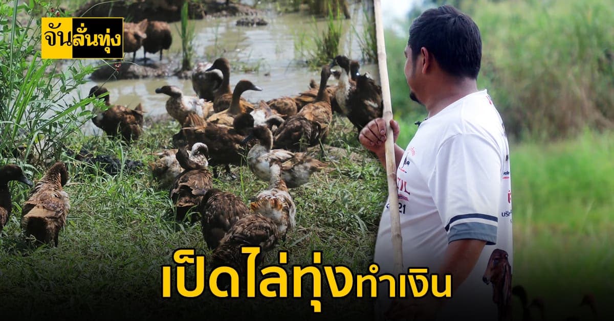 วิถีชีวิตเลี้ยงเป็ดไล่ทุ่ง 1,000 ตัว สร้างรายได้หลักแสน