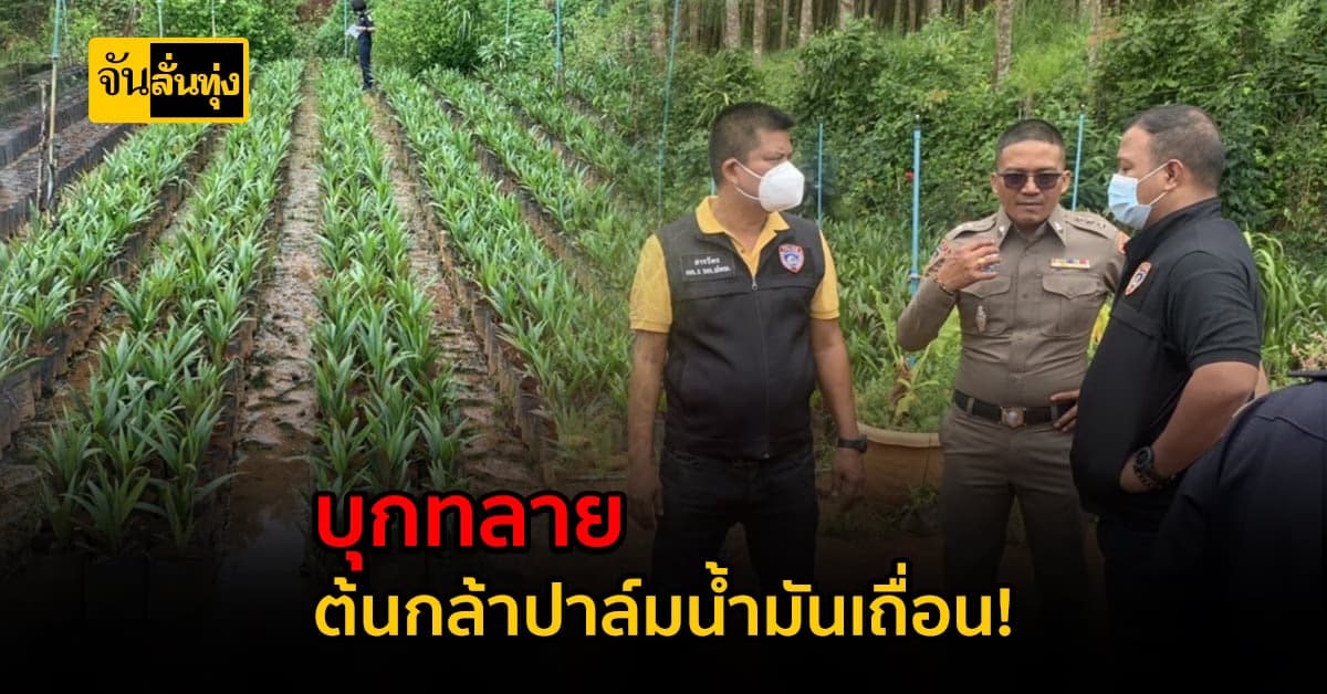 สั่งลุย! แหล่งรวบรวม ต้นกล้าปาล์มน้ำมัน ผิดกฎหมาย กว่า 4 หมื่นต้น