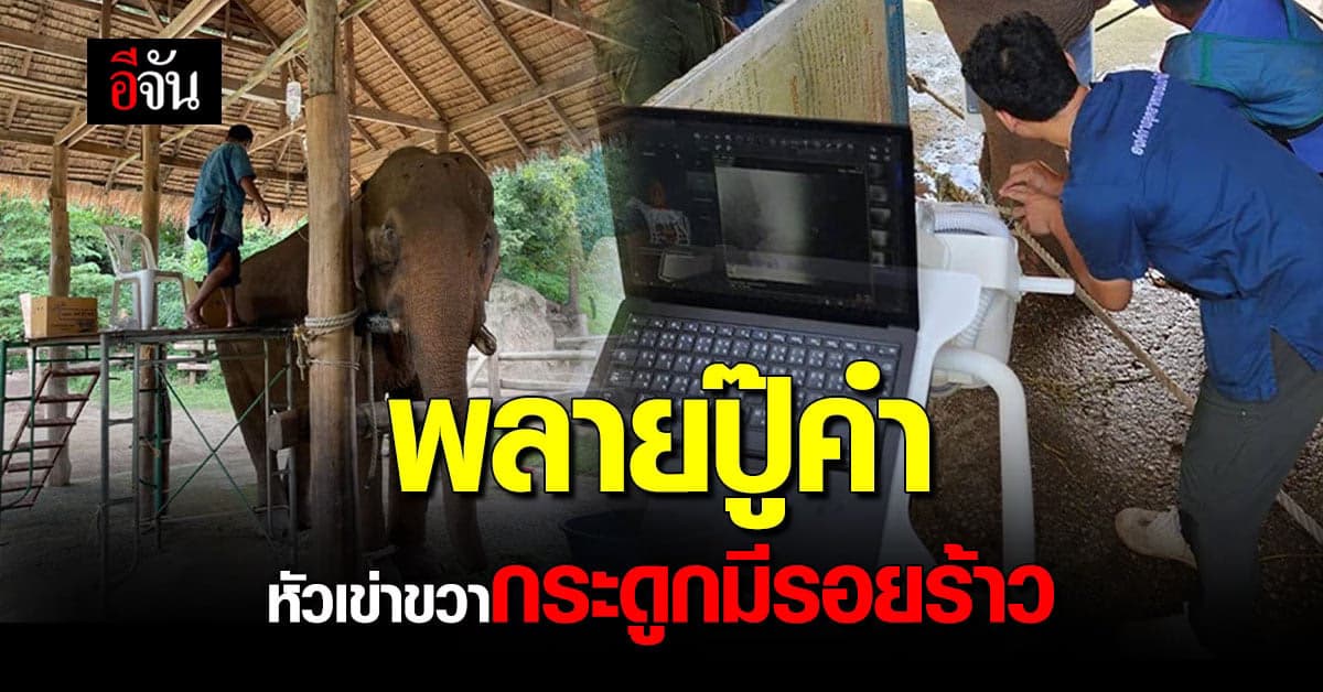 พลายปู๊คำ ลงน้ำหนักขาได้ดีขึ้น แต่ยังมีรอยร้าวที่กระดูกท่อนบน