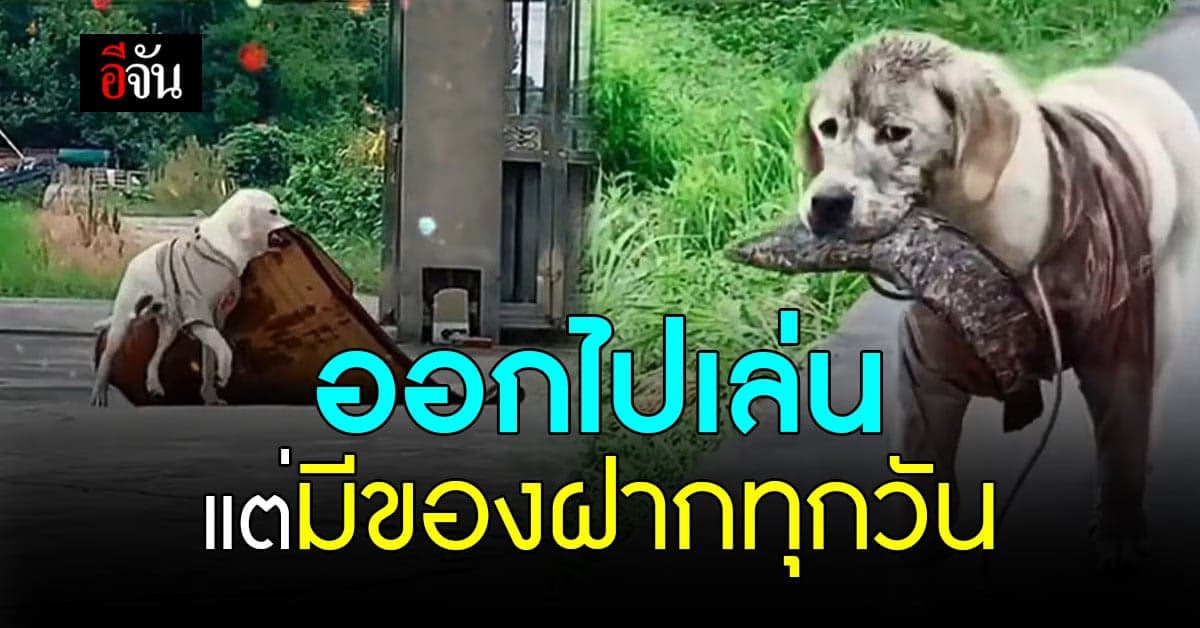 หมาบ้านนี้ ออกไปเที่ยว ไม่เคยกลับมาตัวเปล่า