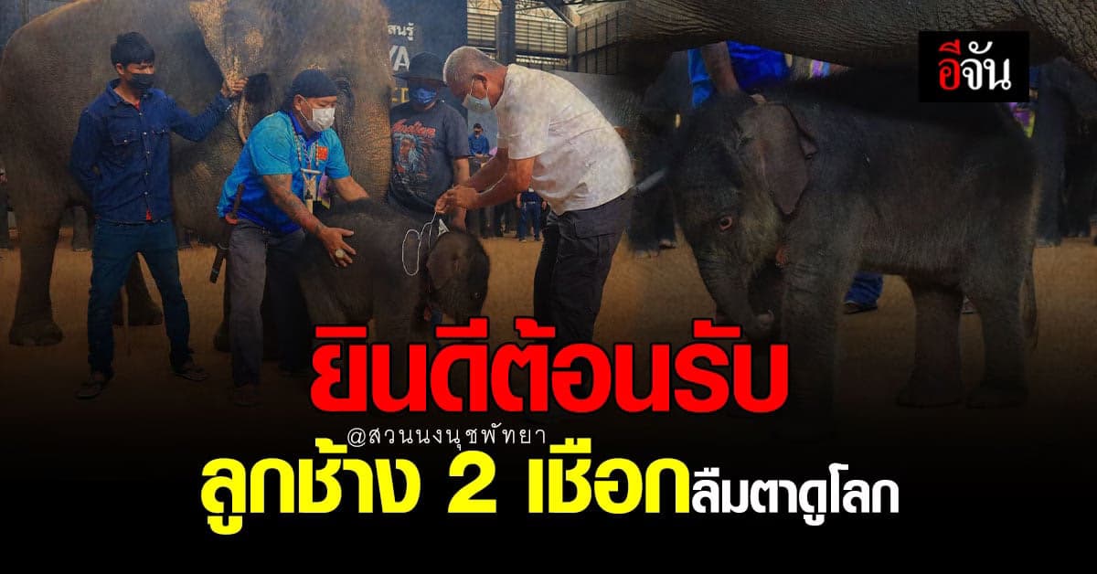 2 แม่ช้าง ตกลูกพร้อมกัน ที่สวนนงนุชพัทยา “ประธานกัมพล” จัดนางรำรับขวัญ