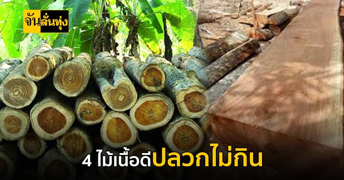 ไม้เนื้อดีแม้แต่ปลวกยังไม่กิน