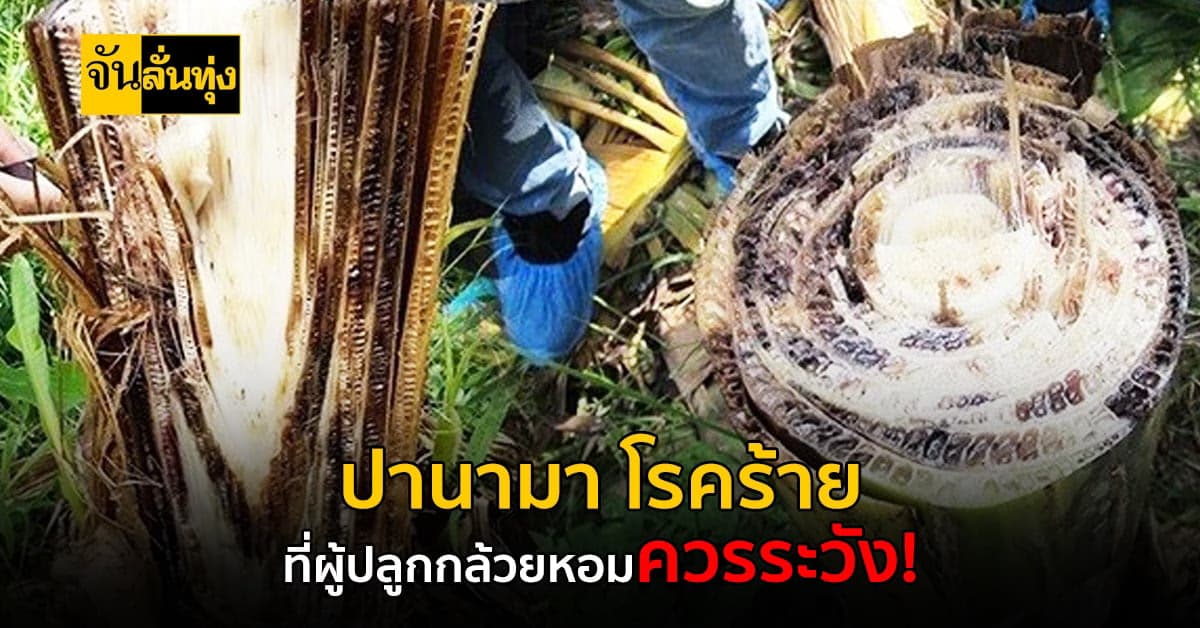 เกษตรเฝ้าระวัง-ป้องกัน โรคปานามา เกิดขึ้นได้ในสวนกล้วยหอม