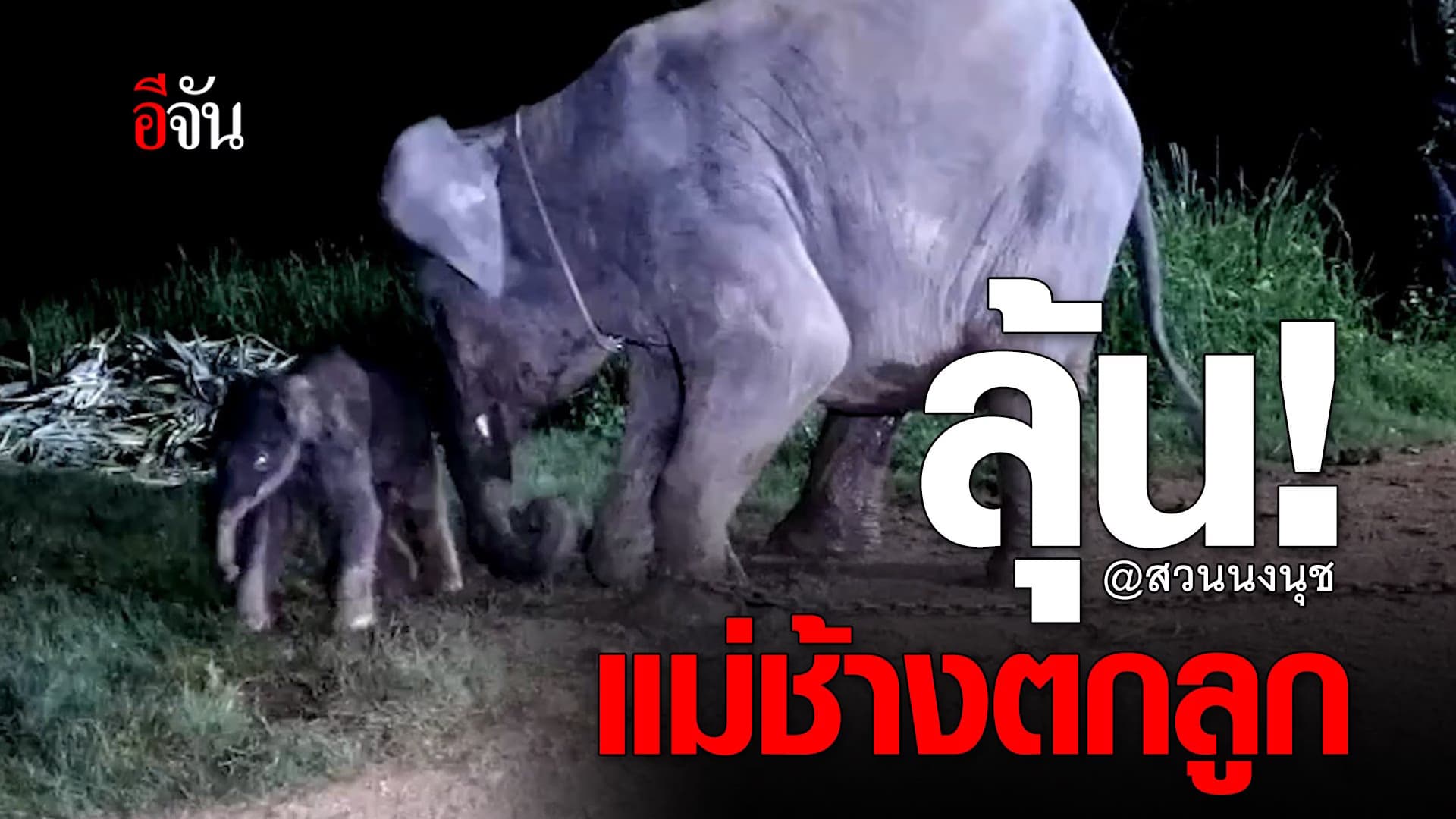 🎬 ต้อนรับลูกช้างสมาชิกใหม่ @สวนนงนุช