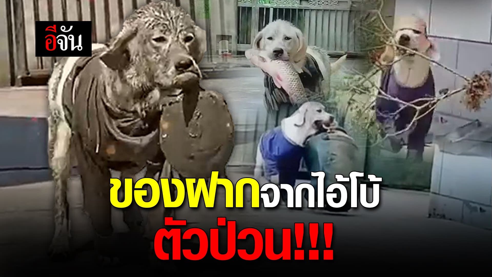 🎬 ของฝากจากไอ้โบ้ ตัวป่วน!!!