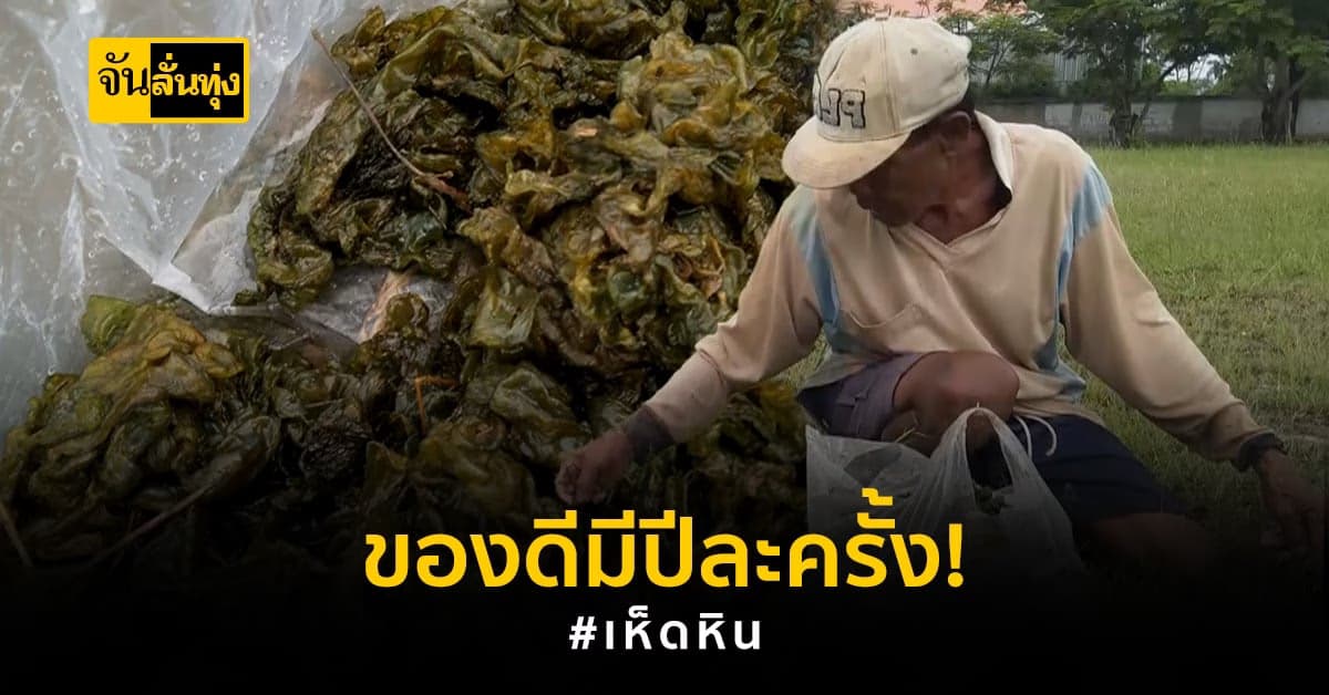 ชาวบ้านแห่เก็บ เห็ดหิน ขายสร้างรายได้เสริม