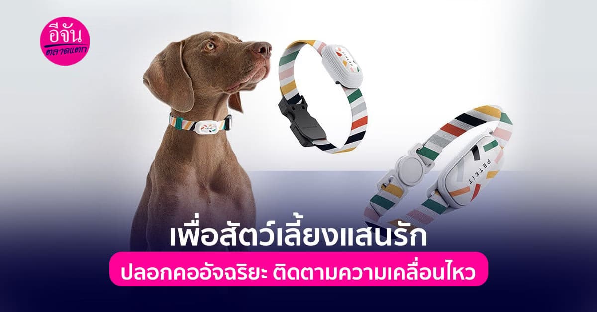 นวัตกรรมสำหรับสัตว์เลี้ยง ปลอกคออัจฉริยะ  ใช้งานได้สารพัดประโยชน์