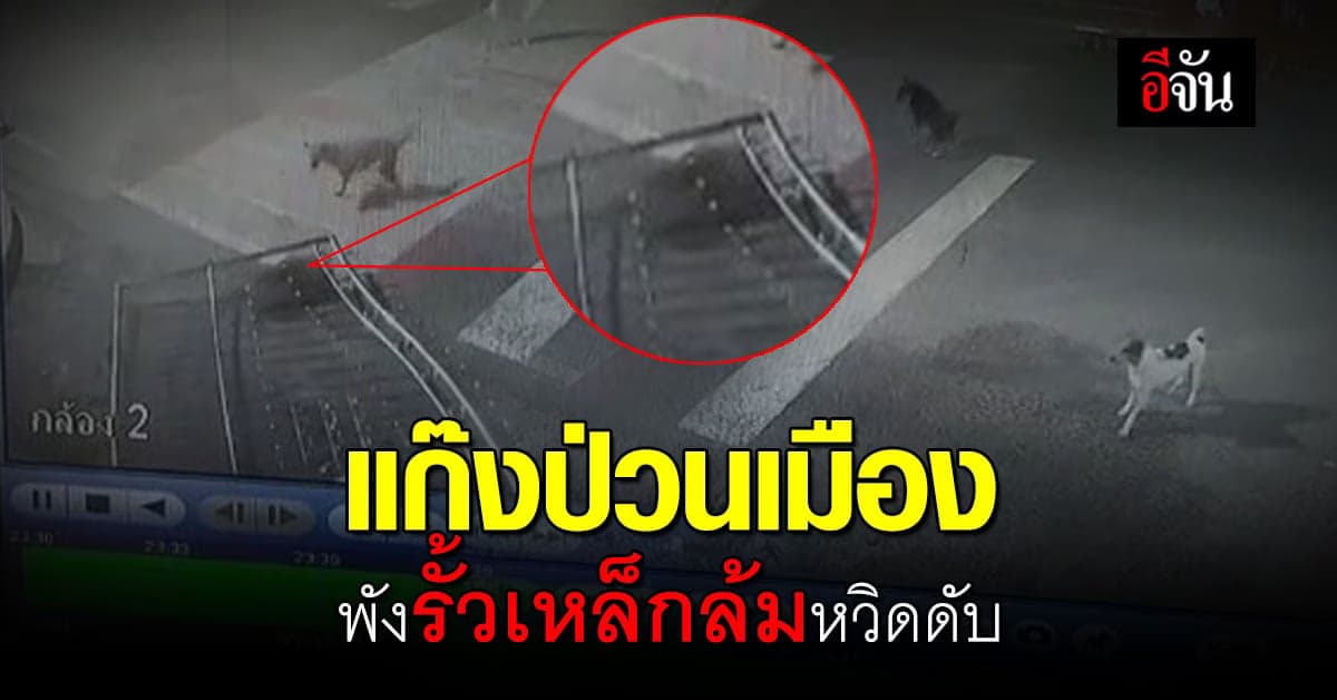 แสบมาก! แก๊งสี่ขา ตัวป่วนรวมก๊วน ก่อเหตุพังรั้วหวิดดับคาที่