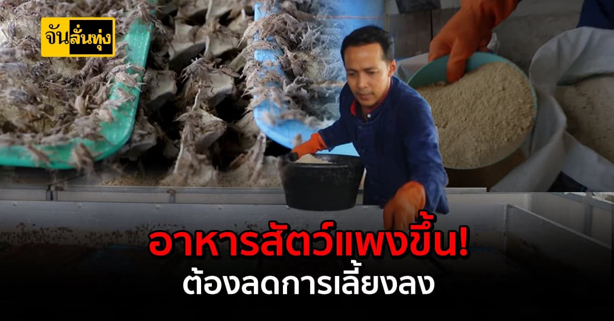 เกษตรกรเลี้ยงจิ้งหรีดโอด! อาหารสัตว์แพงมาก ต้องลดการเลี้ยงลง