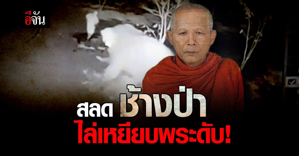 สลดช้างป่า เหยียบพระดับ กลางลานวัด เจ้าหน้าที่เร่งแกะรอยช้าง