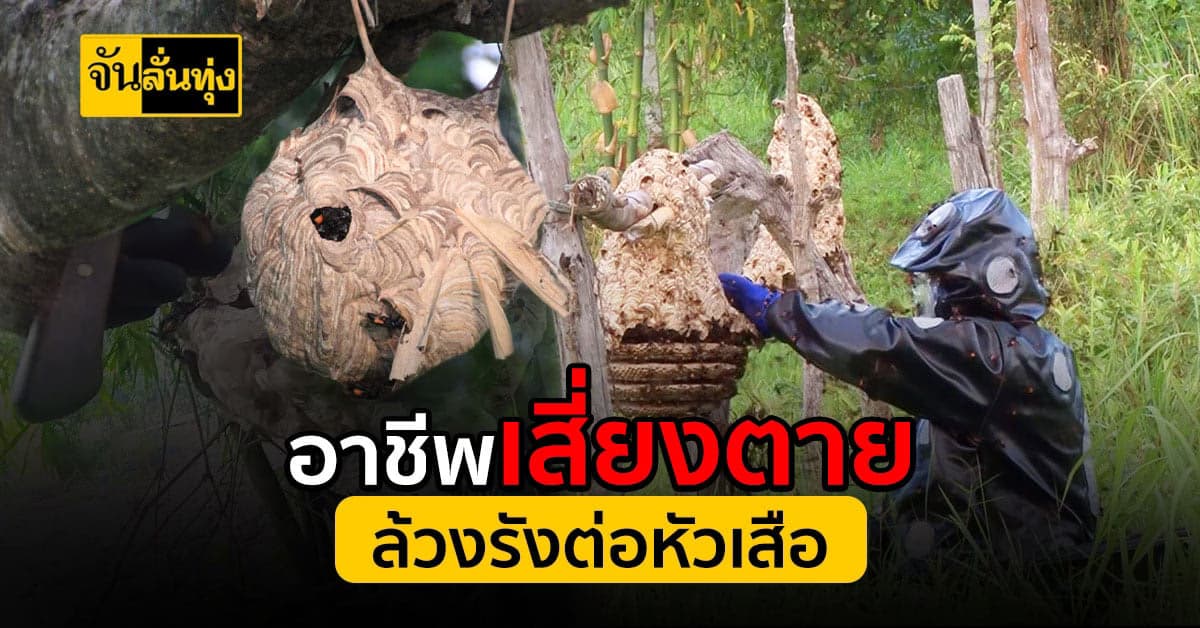 อาชีพเสี่ยงพลาดอาจถึงชีวิต ล้วงรังต่อหัวเสือ