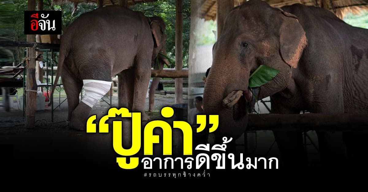 อัปเดต! อาการ “ปู๊คำ” ดีขึ้นมาก กินได้ ถ่ายปกติ