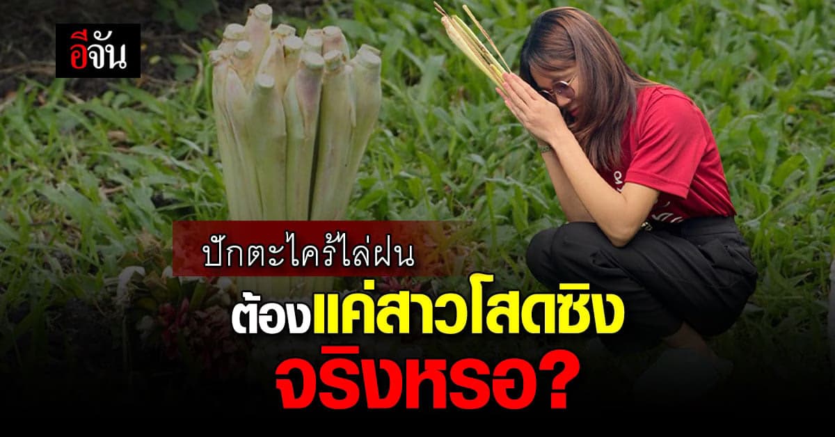 ความเชื่อ ปักตะไคร้ไล่ฝน ทำไมต้อง หญิงพรหมจรรย์ เท่านั้น!