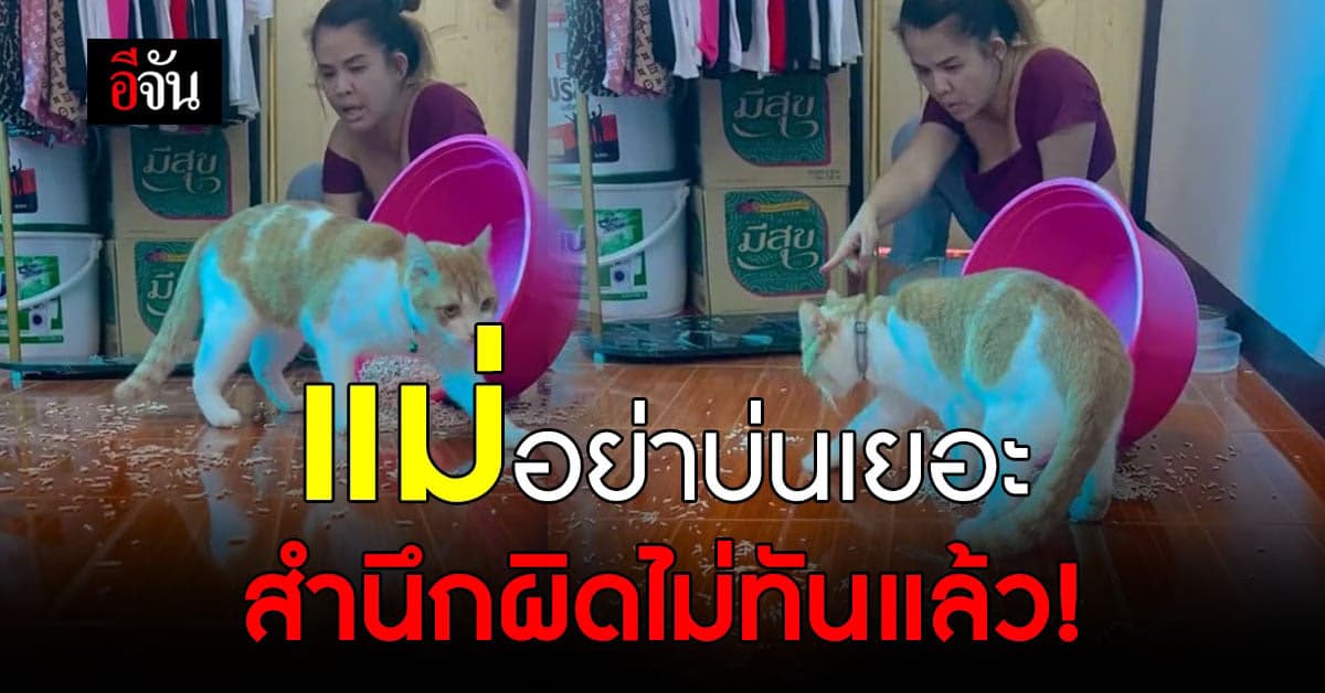 เจ้าเหมียวตัวแสบ เจอแม่บ่นทำ ทรายคว่ำ ก็เก็บเองเลย