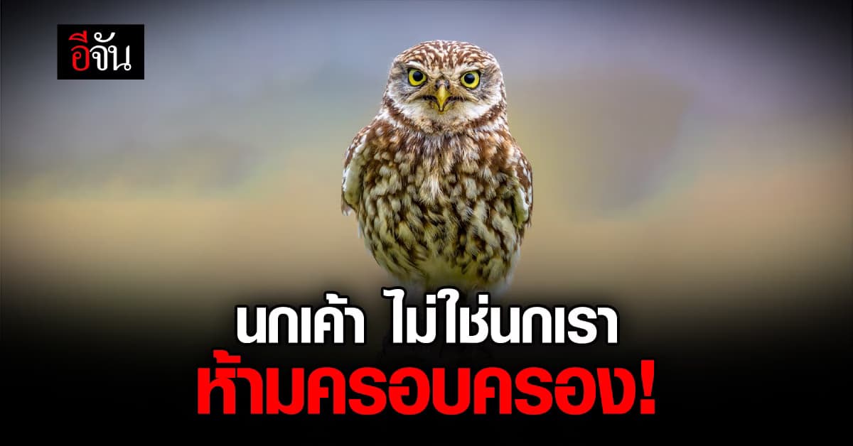 นกเค้า เป็นสัตว์คุ้มครอง ห้ามครอบครอง!