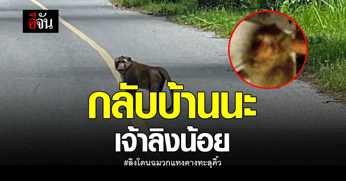 ส่งลิงแสมกลับคืนป่า หลังโดนฉมวกแทงคางรักษาจนหายดี