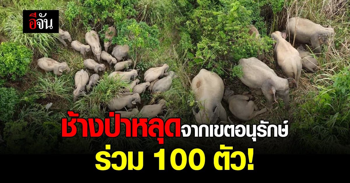 ช้างป่า หลุดจาก เขตรักษาพันธุ์สัตว์ป่า เขาอ่างฤาใน ร่วมร้อยตัว!
