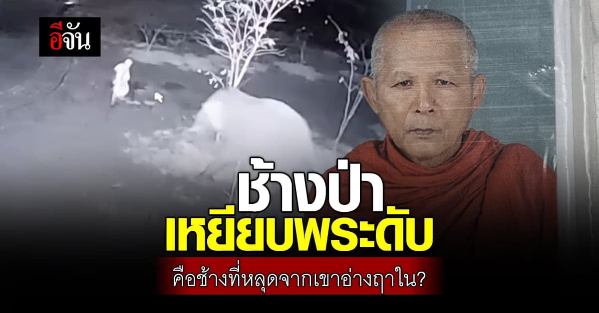 เหตุ ช้างป่าเหยียบพระดับ จันทบุรี คือ ช้างป่า ที่หลุดจาก เขาอ่างฤาใน