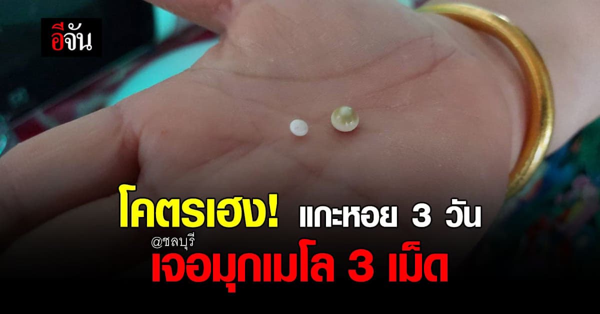 สุดเฮง! เจ้าของฟาร์มหอยเมืองชล เจอมุกเมโล 3 เม็ด