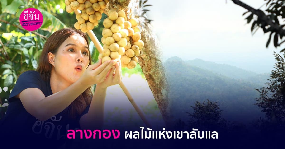ลางกอง มหัศจรรย์ผลไม้แห่งหุบเขากินได้ เมืองลับแล