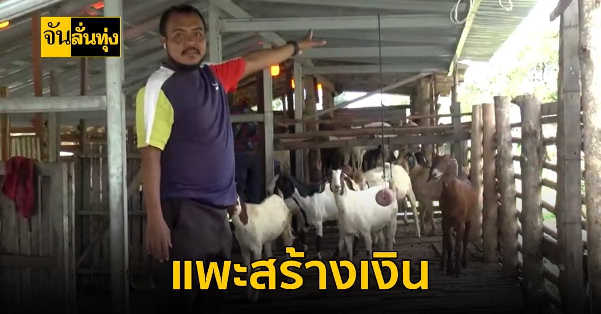 เลี้ยงแพะไล่ทุ่งให้รวย จบในทฤษฏีเดียว