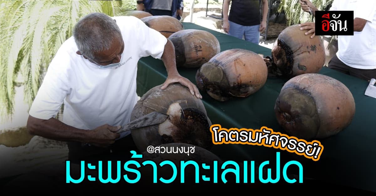 สวนนงนุชพัทยา พาชม มะพร้าวทะเล ราคาหลักแสน ตะลึงสุดมี มะพร้าวแฝด