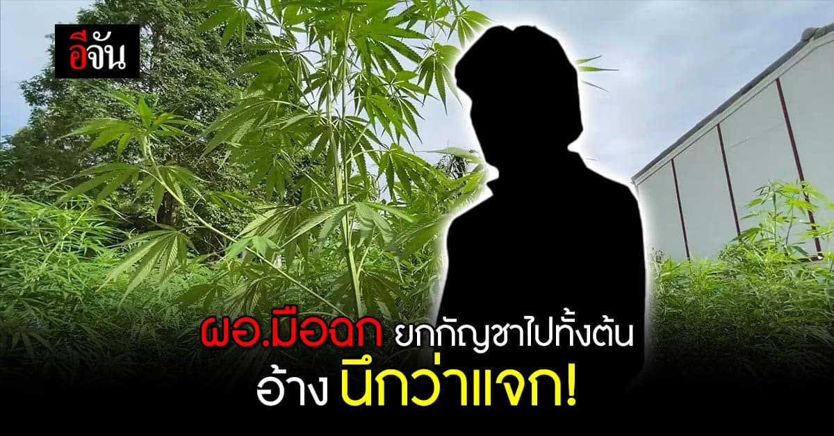 ผอ.โรงเรียนดัง บุรีรัมย์ มือไวฉก กัญชา ไปทั้งต้น อ้าง นึกว่าแจก!