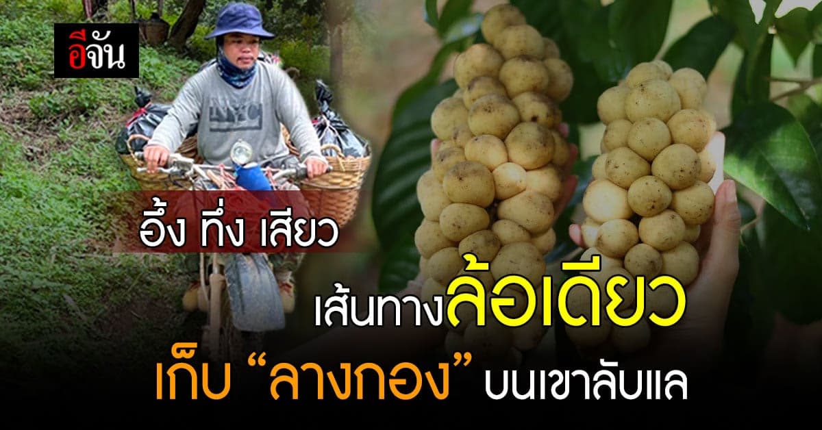 อึ้ง ทึ่ง เสียว เส้นทางล้อเดียว เก็บ “ลางกอง” บนเขาลับแล