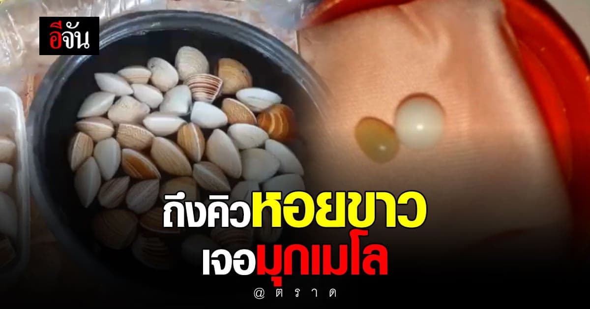 โชคดี! ไกด์หนุ่ม อ.เกาะช้าง กินหอยขาว เจอมุกเมโล