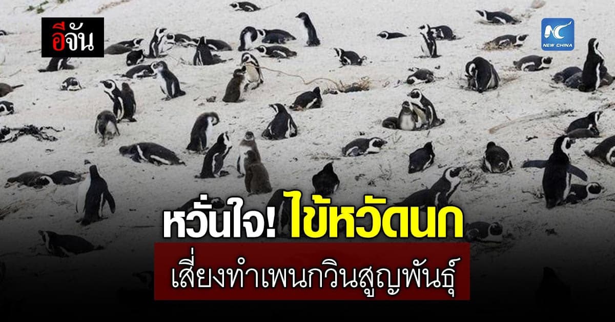 แอฟริกาใต้ หวั่นใจ! ไข้หวัดนก เสี่ยงทำเพนกวินสูญพันธุ์