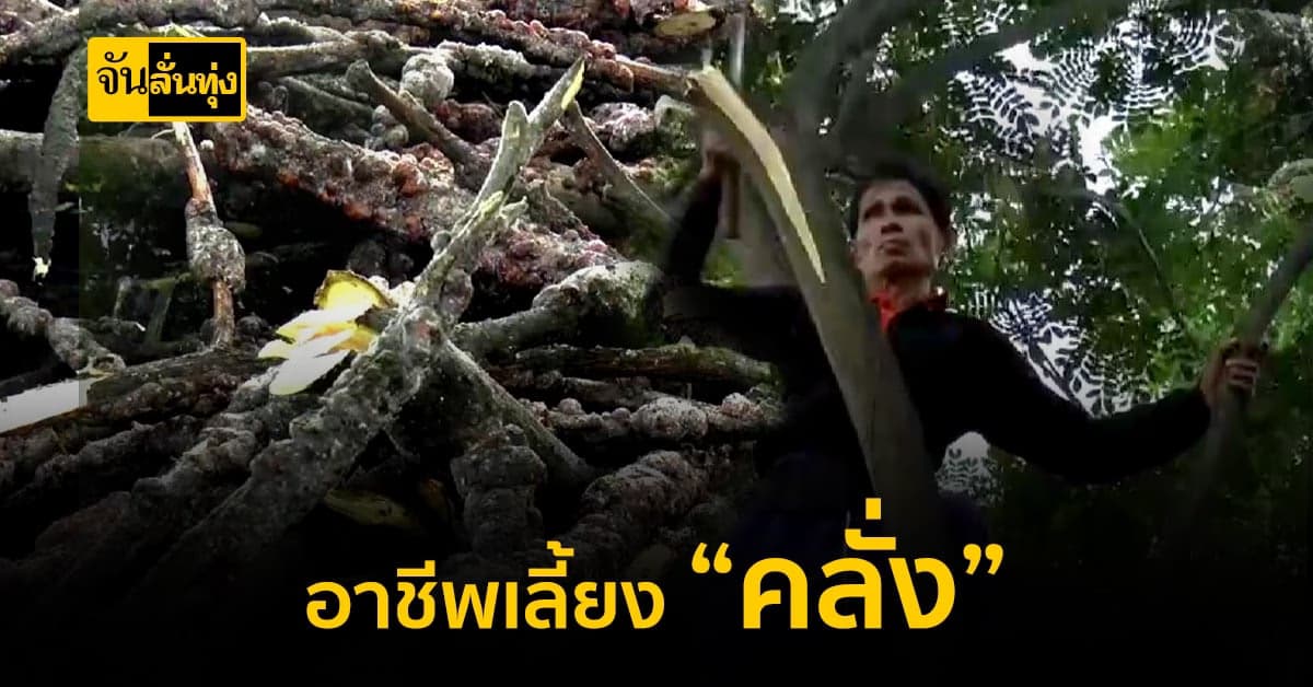 เลี้ยงคลั่งบนต้นจามจุรี รายได้แสนต่อปี