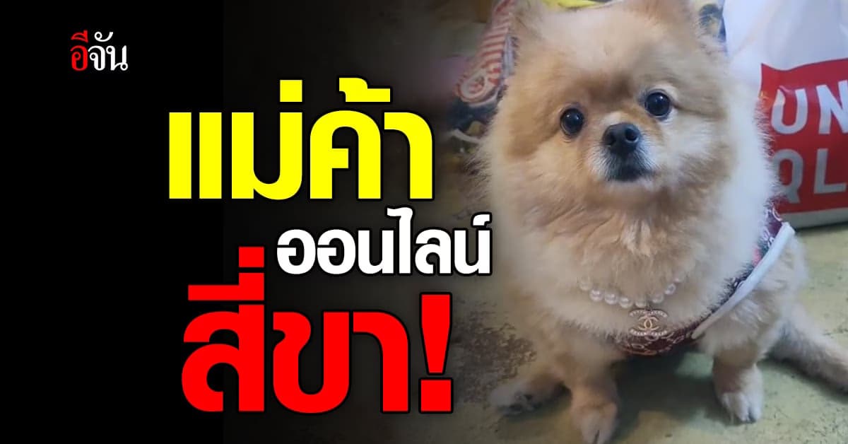 ผันตัวจากหมา เป็นแม่ค้าออนไลน์ ช่วยเจ้านายขายเสื้อ