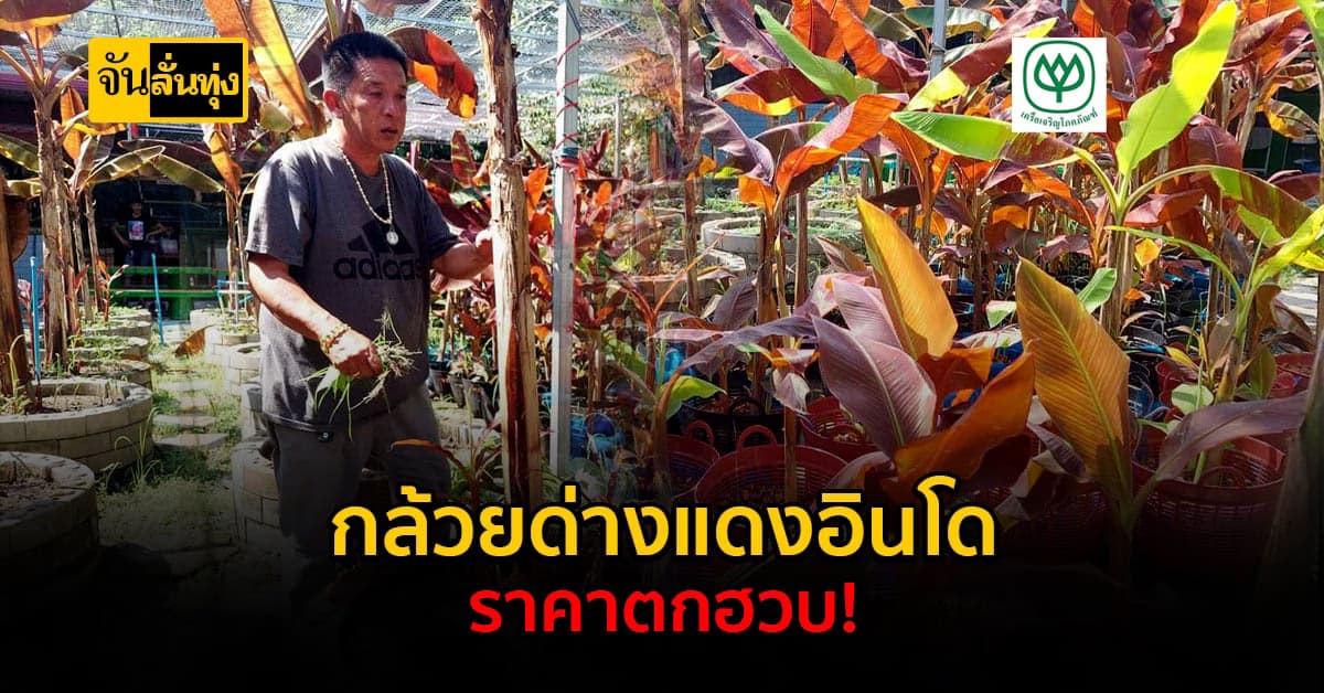 ลดโหด! กล้วยด่างแดงอินโด ขายลดราคาเริ่มต้น 1 พันบาท