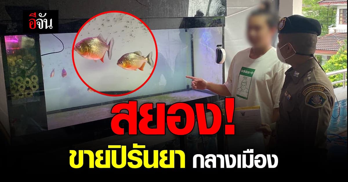 ตร. ปทส. ร่วม กรมประมง จับหนุ่ม ลักลอบค้า ปลาปิรันยา กลางกรุง