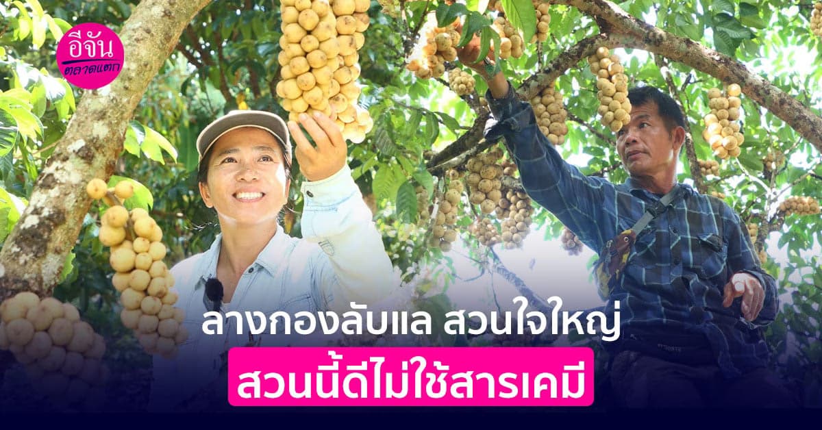 ขึ้นเขาลับแลเก็บ “ลางกอง” สวนใจใหญ่