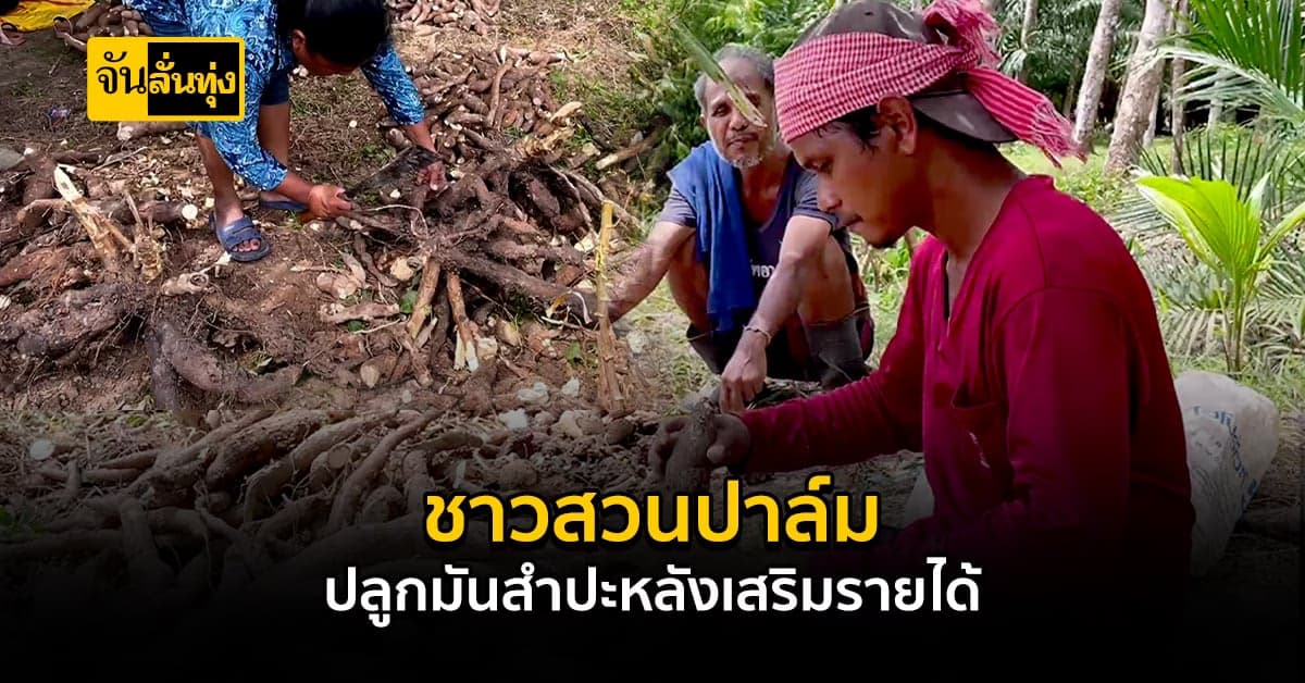 ชาวสวนปลูก มันสำปะหลัง แซมพื้นที่สวนยาง สวนปาล์ม สร้างรายได้ดี