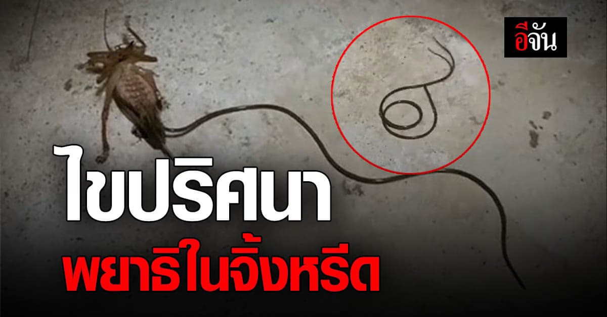 สาวโพสต์คลิป พยาธิ ตัวยาวเลื้อยออกมาจากจิ้งหรีด!
