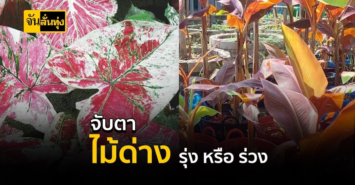 กระแสไม้ด่างขาลง ล้นตลาด