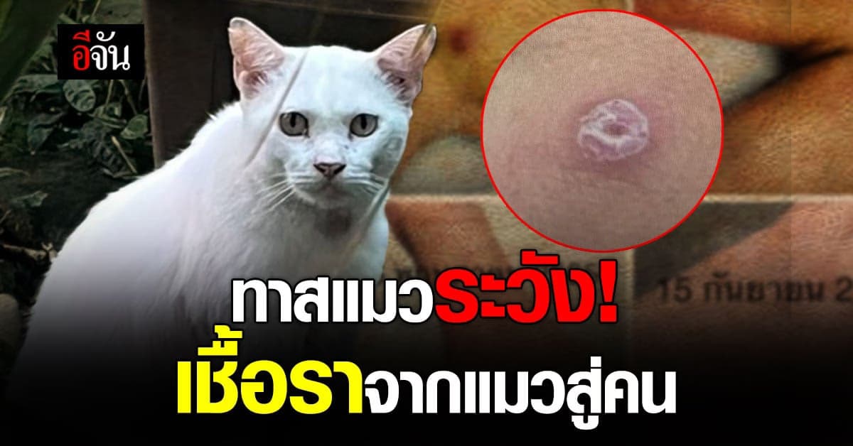 หมอมนูญ เตือน ทาสแมว ต้องระวัง หากถูกข่วน-กัด เสี่ยงติดเชื้อราแมว