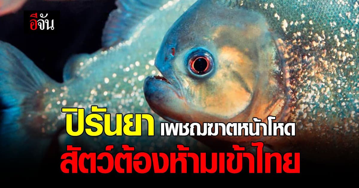 รู้กันหรือไม่ ปลาปิรันยา สัตว์น้ำ ต้องห้ามนำเข้าไทย
