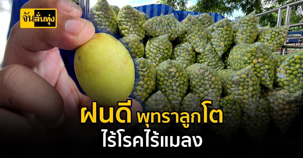 ฝนดีผลผลิตก็ดีตาม พุทราที่ปลูกในดอนกลางโขง ลูกโต ไม่มีโรคราคาดี