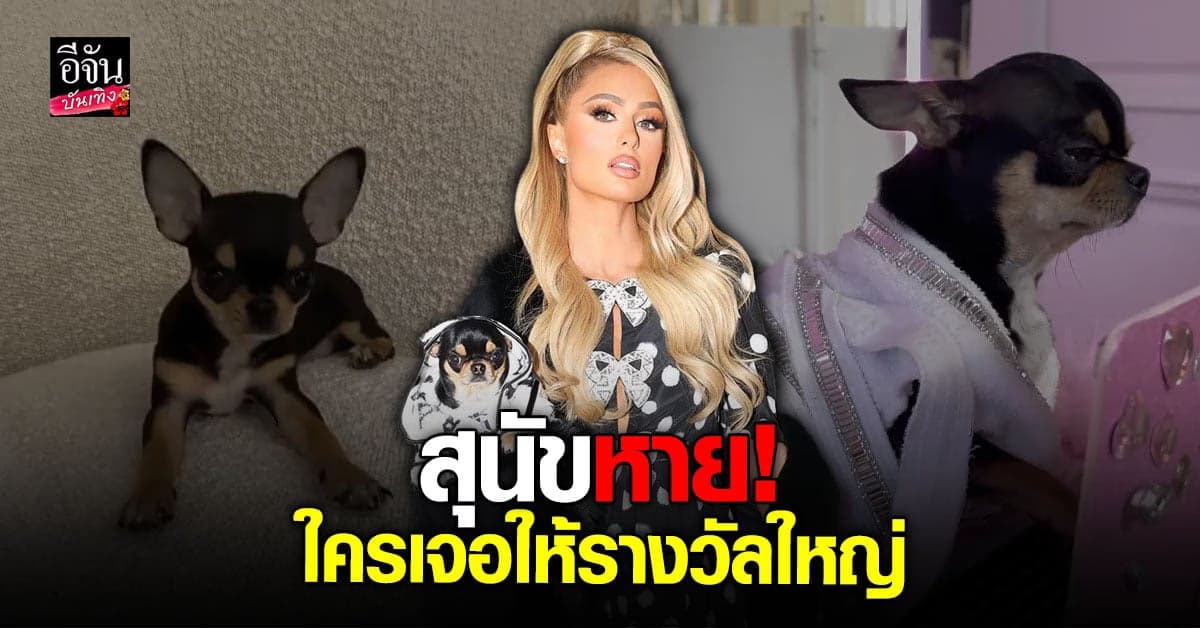 ปารีส ฮิลตัน ตามหา สุนัขตัวโปรดหาย