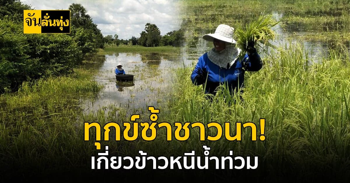โคราช ชาวนาเร่ง เกี่ยวข้าวใส่เรือท้องแบน หนีน้ำท่วม